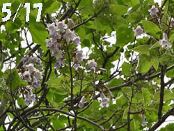 09_0528_kiri1.jpg
