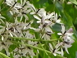 09_0528_sendan1.jpg
