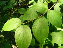 09_0530_maruba_u04.jpg