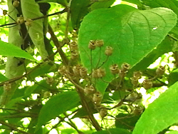09_0530_maruba_u07.jpg
