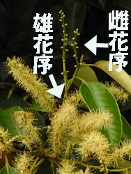 09_0602_sudajii3.jpg