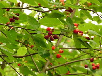 09_0603_june_berry2.jpg