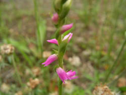 09_0604_nejibana1.jpg