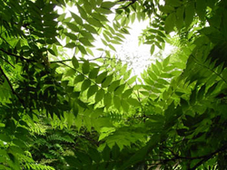 09_0607_tinsibai3.jpg