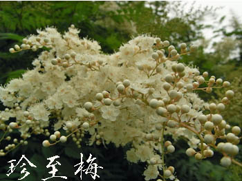09_0607_tinsibai4.jpg