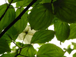 09_0607_yamabosi1.jpg