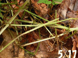 09_0612_littlebug04.jpg