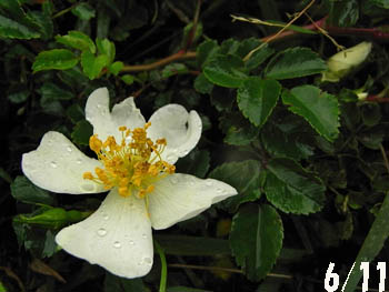09_0614_teriha_n7.jpg