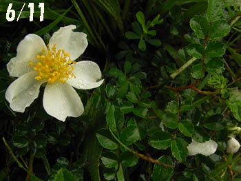09_0614_teriha_n9.jpg