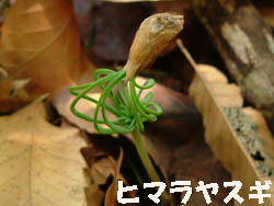 09_0615_himaraya_s.jpg