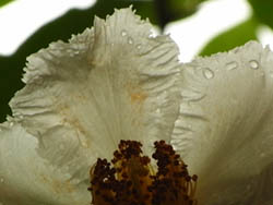 09_0624_natutubaki2.jpg