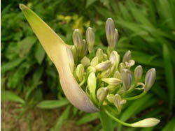 09_0701_agapanthus2.jpg