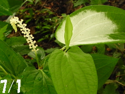 09_0702_hangesho3.jpg