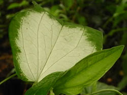 09_0702_hangesho4.jpg