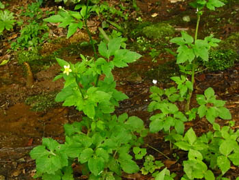 09_0704_kitune_botan2.jpg