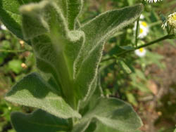 09_0705_b_mouzuika1.jpg