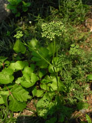09_0705_parsley1.jpg