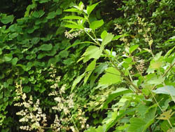 09_0706_takenigusa1.jpg