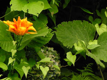 09_0712_yabukanzo3.jpg