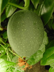 09_0713_ki_karas_uri10.jpg