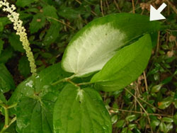 09_0722_hangesho1.jpg