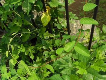 09_0724_kumayanagi3.jpg
