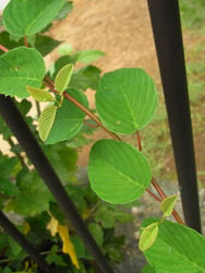 09_0724_kumayanagi4.jpg