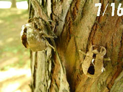 09_0726_littlebugs01.jpg