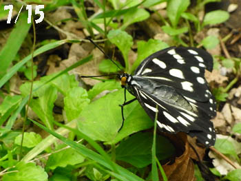09_0726_littlebugs05.jpg