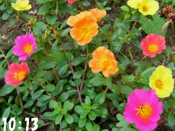 09_0801_portulaca2.jpg