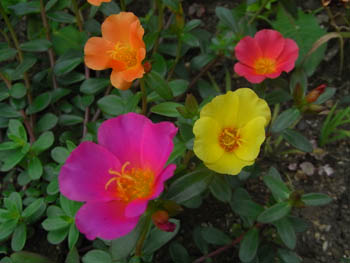 09_0801_portulaca4.jpg