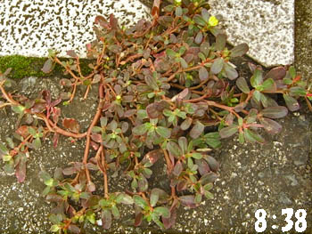 09_0801_suberi_hiyu2.jpg