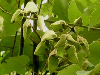 09_0808_aogiri07.jpg