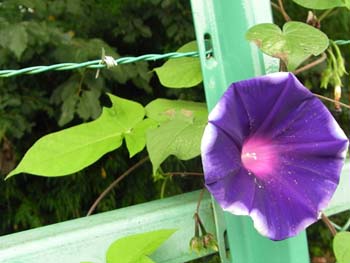 09_0809_asagao1.jpg
