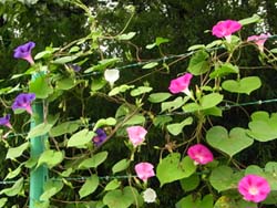 09_0809_maruba_a01.jpg