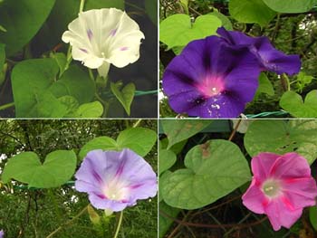09_0809_maruba_a06.jpg