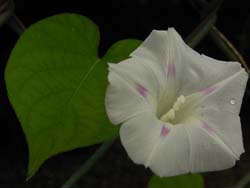 09_0809_maruba_a07.jpg