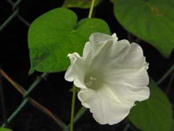 09_0809_maruba_a08.jpg