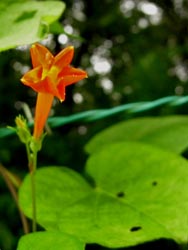 09_0810_m_rukouso01.jpg