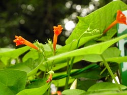 09_0810_m_rukouso03.jpg