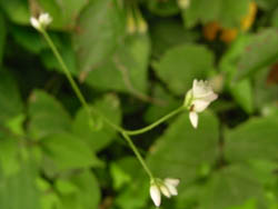 09_0812_mamakono_s1.jpg