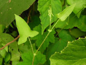 09_0812_mamakono_s2.jpg