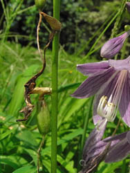09_0813_k_gibousi4.jpg
