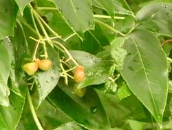 09_0819_gonzui2.jpg