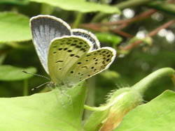 09_0825_littlebug01.jpg