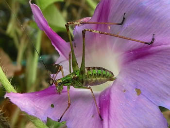 09_0825_littlebug09.jpg