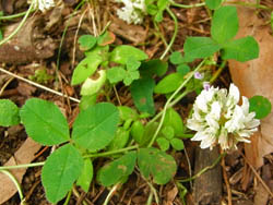 09_0830_clover.jpg