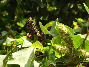 09_0831_akamegasiwa1.jpg