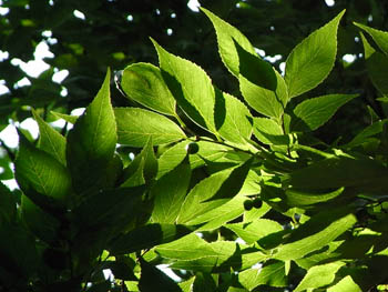 09_0901_mukunoki1.jpg