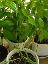 09_0905_turubo10.jpg